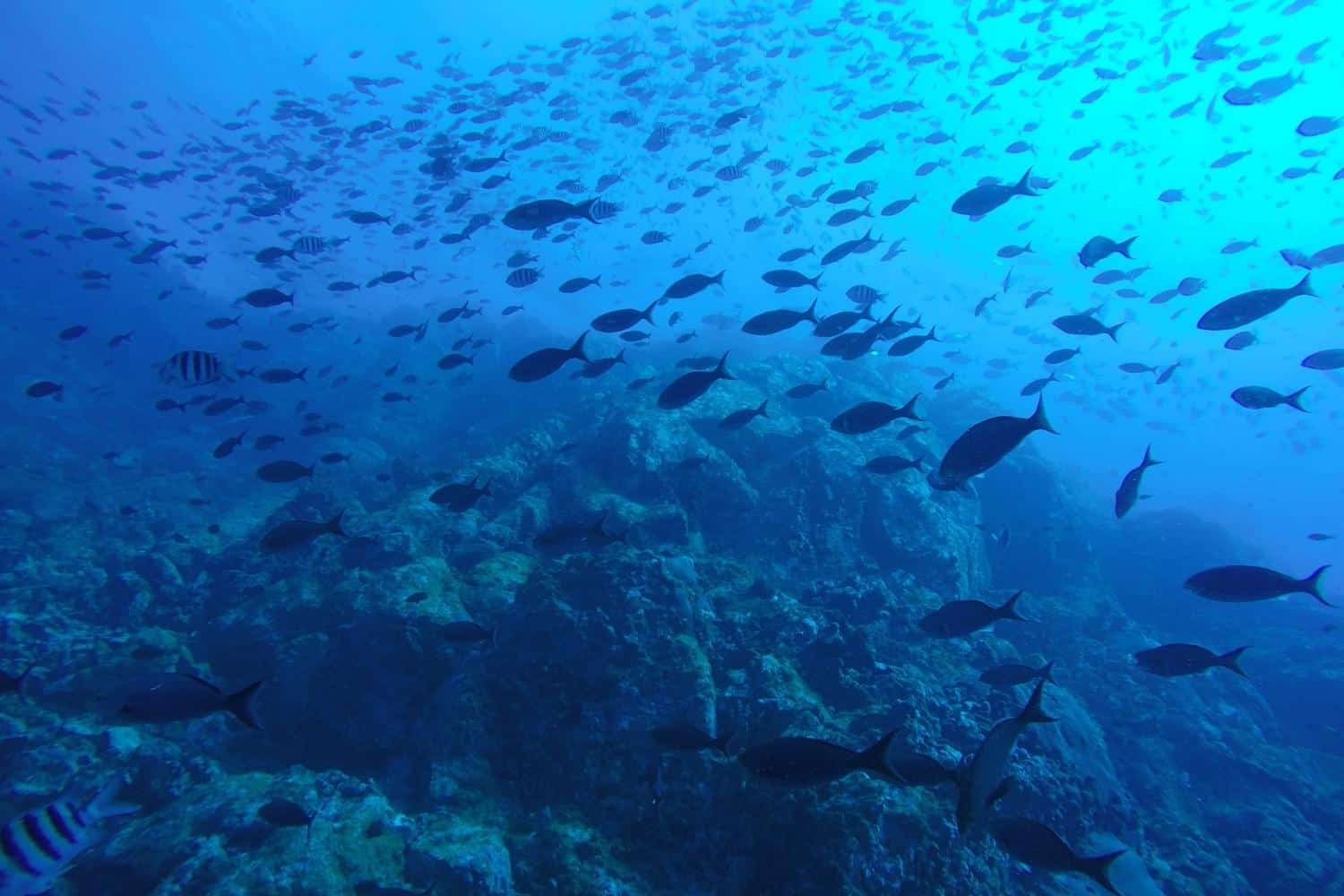 Dorado