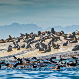 Dassen Island Trip